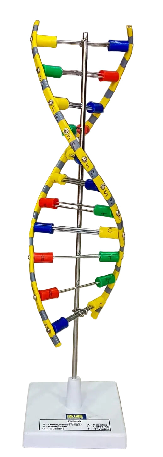 DNA Model Helix On Stand