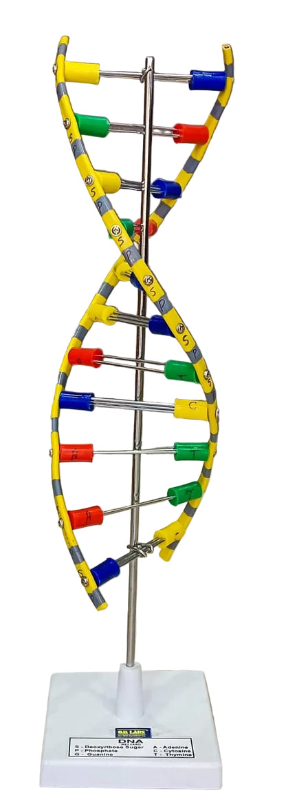 DNA Model Helix On Stand