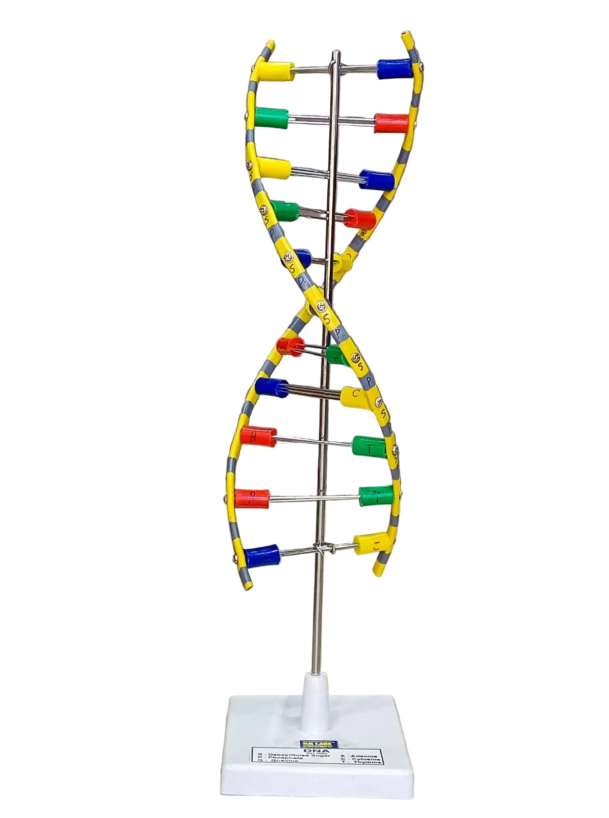 DNA Model Helix On Stand