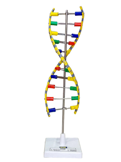 DNA Model Helix On Stand