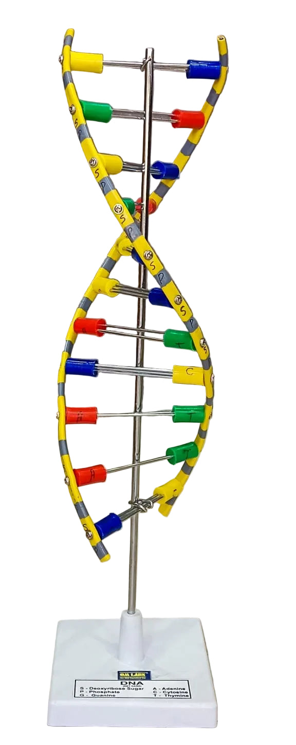 DNA Model Helix On Stand