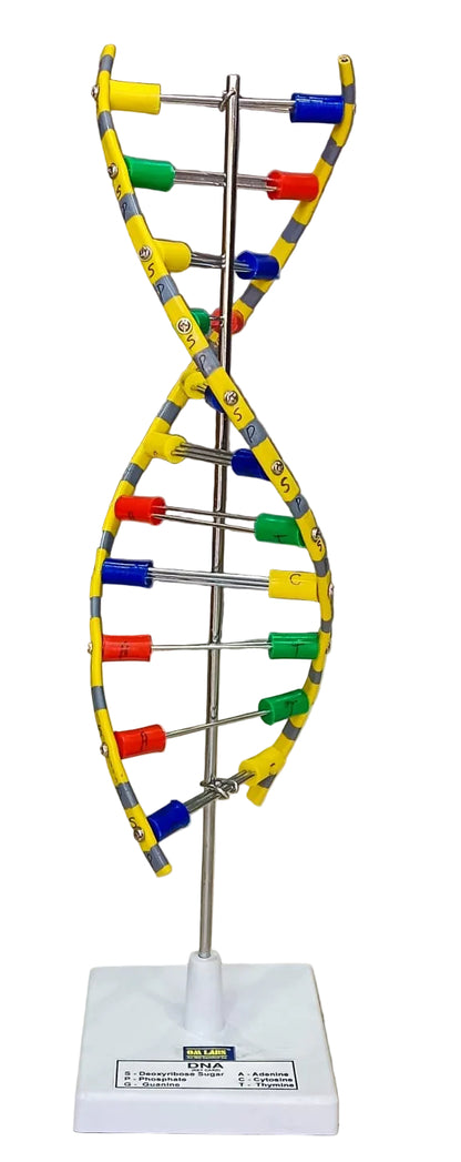 DNA Model Helix On Stand