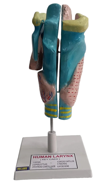Human Larynx Model