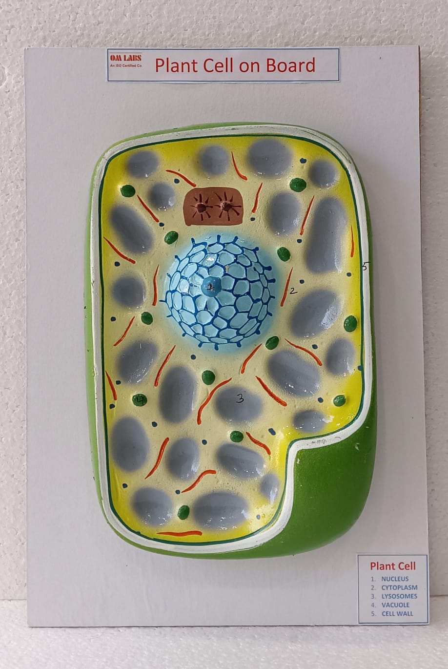 Plant Cell On Board Model ( 14"X 9.5)
