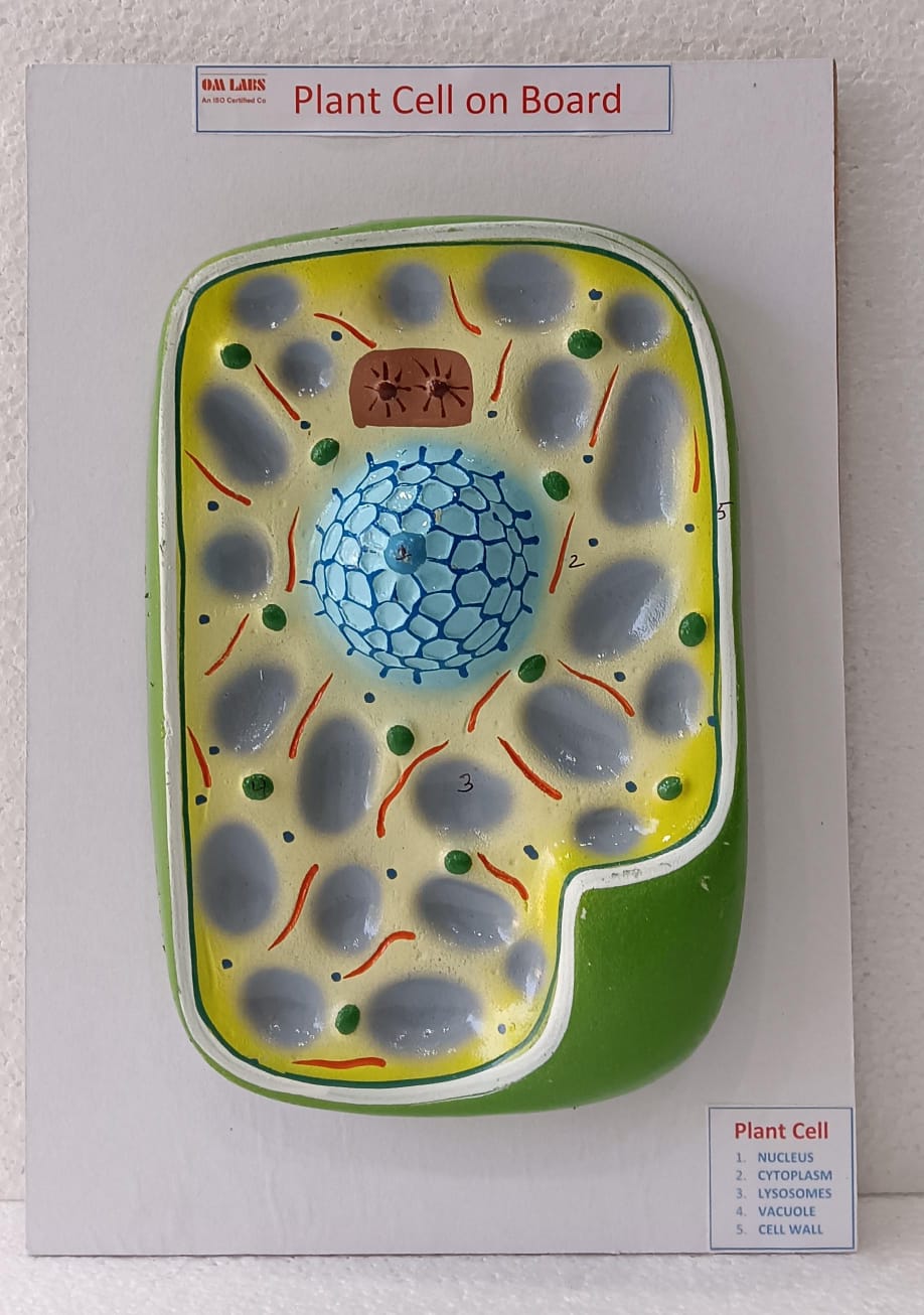 Plant Cell On Board Model ( 14"X 9.5)