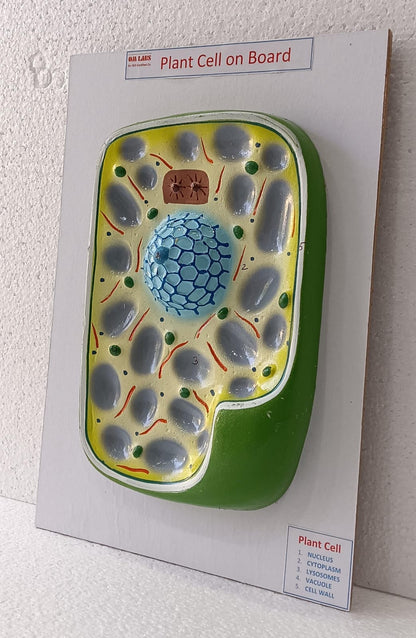 Plant Cell On Board Model ( 14"X 9.5)