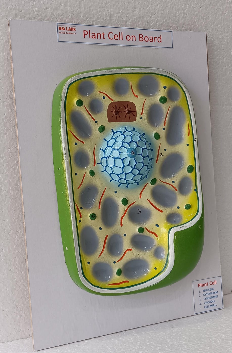 Plant Cell On Board Model ( 14"X 9.5)
