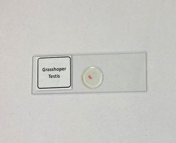 Grasshopper Testis of TS