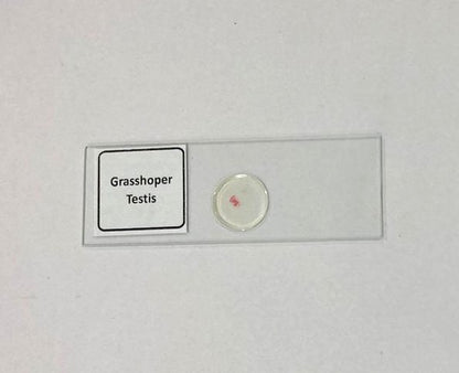 Grasshopper Testis of TS