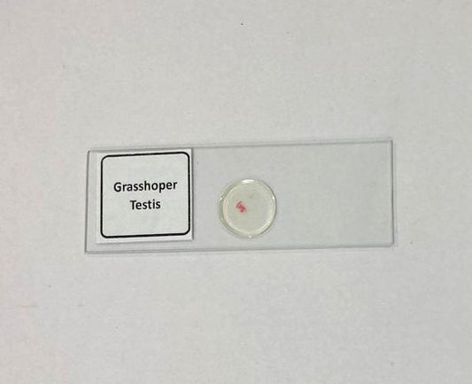 Grasshopper Testis of TS
