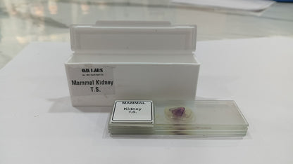 Mammal Kidney T.S (Set of 5 Pcs.) with Box