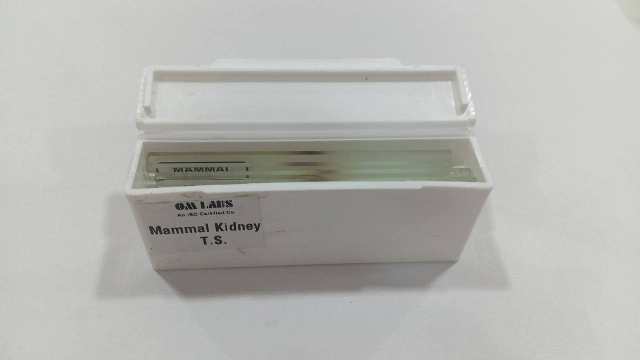 Mammal Kidney T.S (Set of 5 Pcs.) with Box