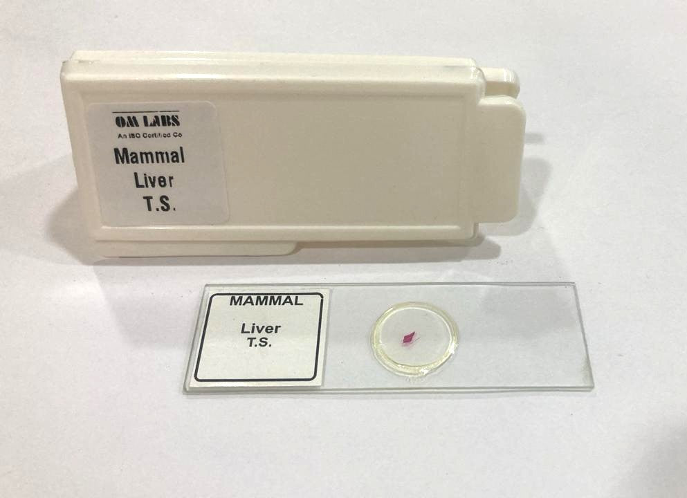 Mammal Liver T.S