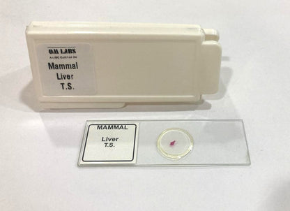 Mammal Liver T.S