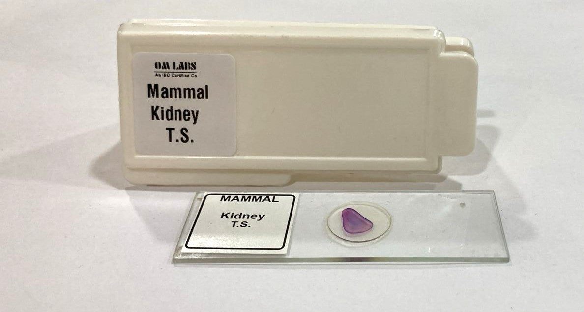 Mammal Kidney T.S