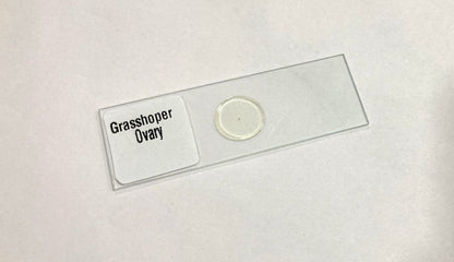 Grasshopper Testis of TS