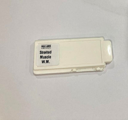 Striated Muscle Prepared Microscope Slide