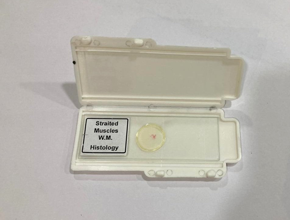 Striated Muscle Prepared Microscope Slide
