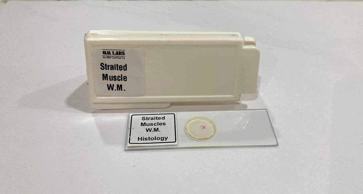 Striated Muscle Prepared Microscope Slide