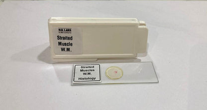 Striated Muscle Prepared Microscope Slide