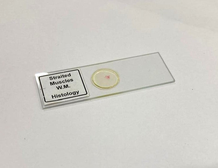 Striated Muscle Prepared Microscope Slide