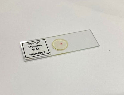 Striated Muscle Prepared Microscope Slide