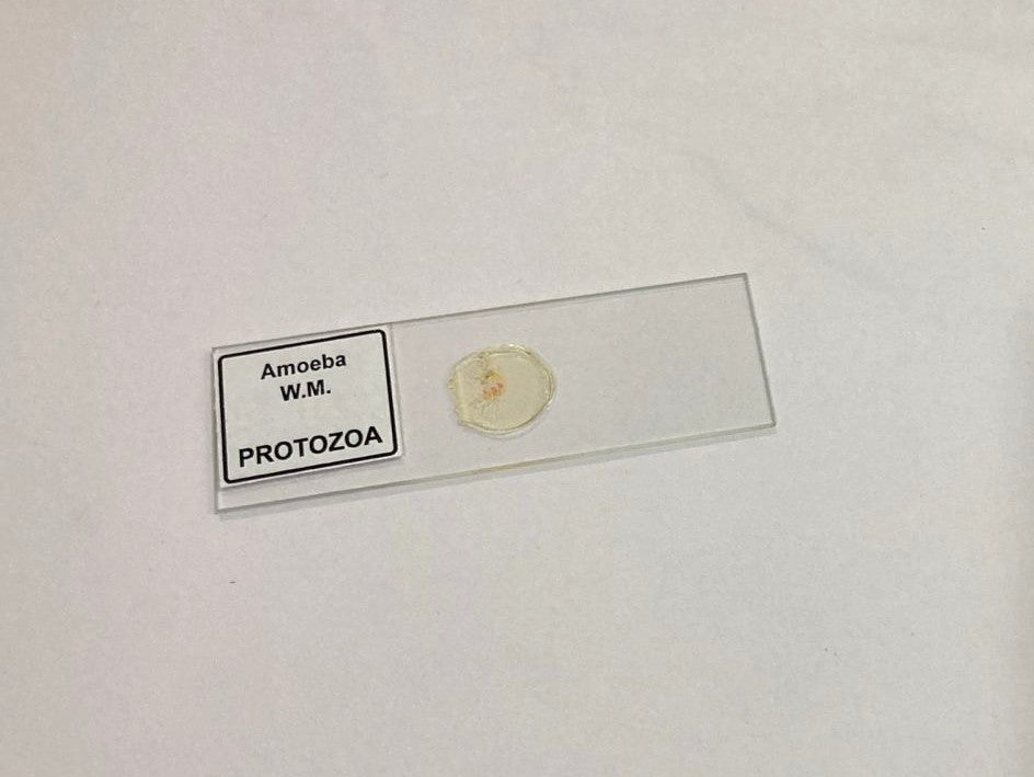 Amoeba Protozoa W.M Slides