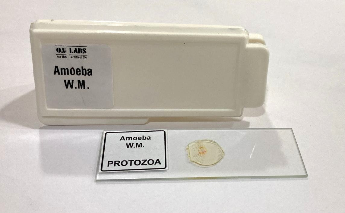 Amoeba Protozoa W.M Slides