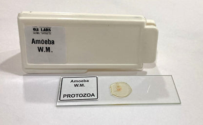 Amoeba Protozoa W.M Slides