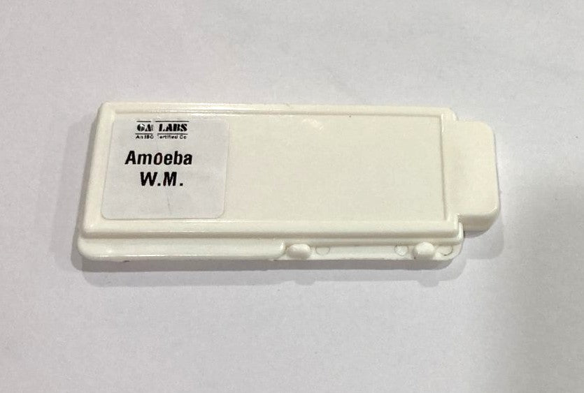 Amoeba Protozoa W.M Slides
