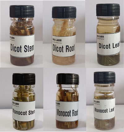 Dicot & Monocot (Stem, Root, Leaf) Working Bottles 15ml  Set Of 6 Pcs