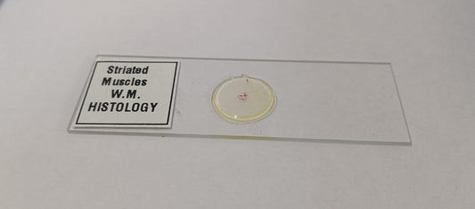 Striated Muscle Prepared Microscope Slide