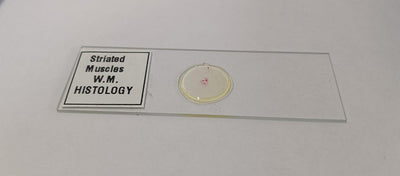 Striated Muscle Prepared Microscope Slide