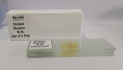 Striated Muscle Prepared Microscope Slide Set Of 5 Pcs. With Plastic Box