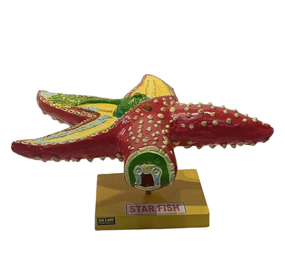 Star Fish Internal 3D Model