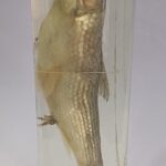Labeo Rohita Specimen | Rahu Specimen | Zoology Specimen