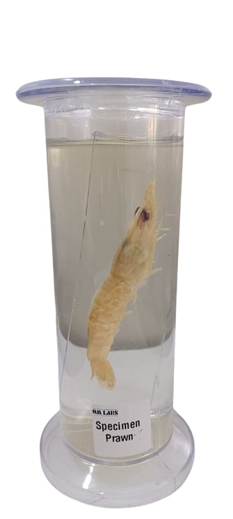 Specimen Prawn