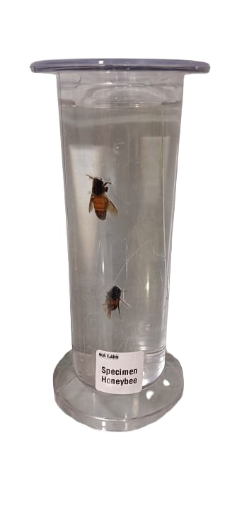 Honeybee Specimen