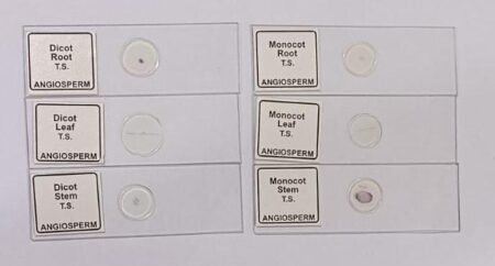 Botany Prepared Slides - Monocot & Dicot Slides (Set of 6)