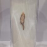 Liver Fluke Specimen | Zoology Specimen