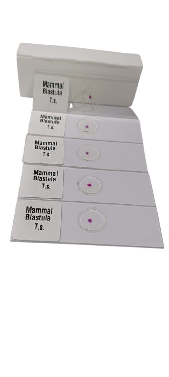 Mammal Blastula T.S Slides (Set Of 5)