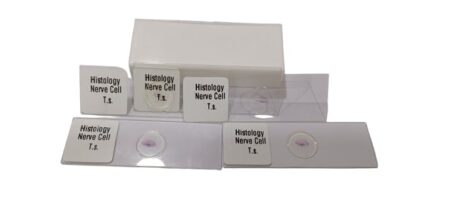 Human Nerve Cell Slides Set of 5