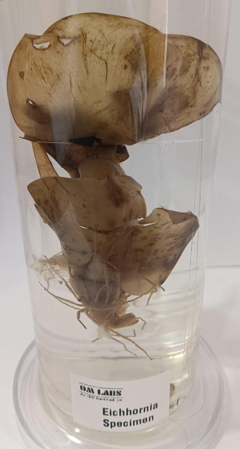 Eichhornia Specimen | Botany Specimen - Image 2