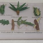 Homologous Organs Plants  Models on Acrylic Showcase