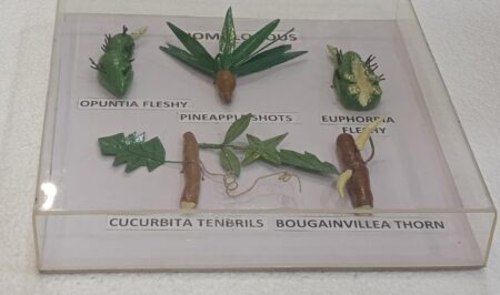Homologous Organs Plants  Models on Acrylic Showcase