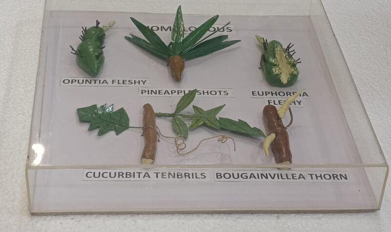Homologous Organs Plants  Models on Acrylic Showcase