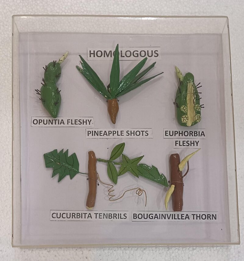 Homologous Organs Plants  Models on Acrylic Showcase - Image 2