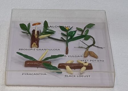 Analogous Organs Plants  Models on Acrylic Showcase