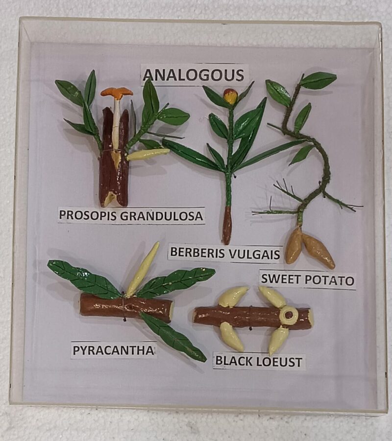 Analogous Organs Plants  Models on Acrylic Showcase - Image 2