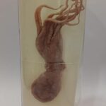 Octopus Specimen | Zoology Specimen
